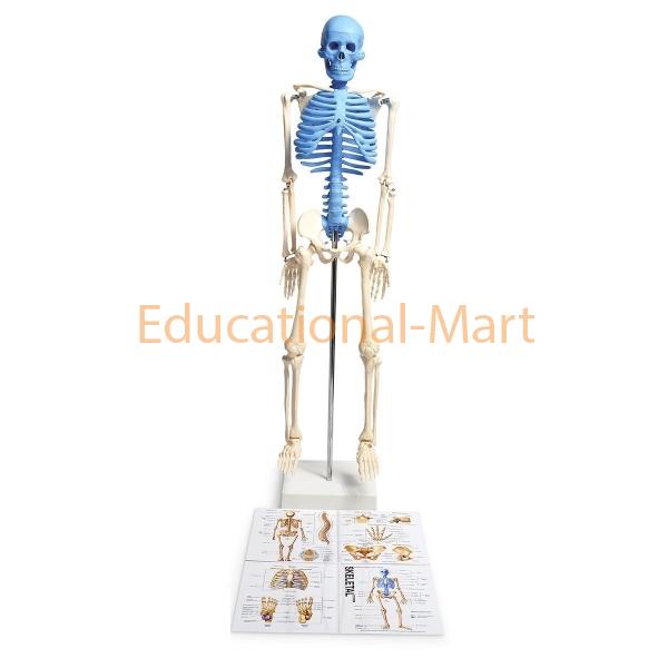 Educational Human Skull Model With Fold-Out Guide