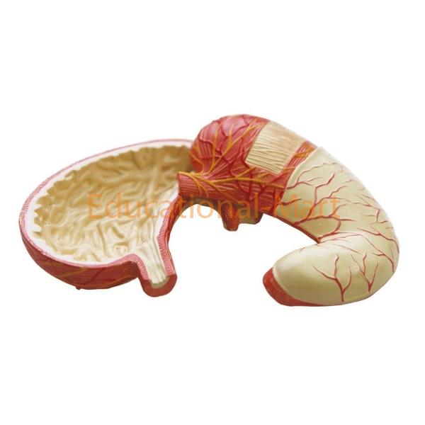 Human Stomach Model