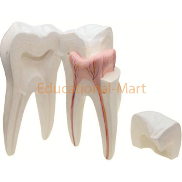 Human Teeth