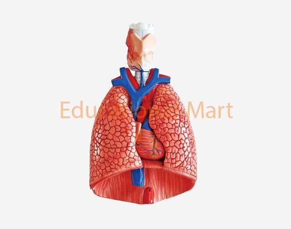 Human Thoracic Organs