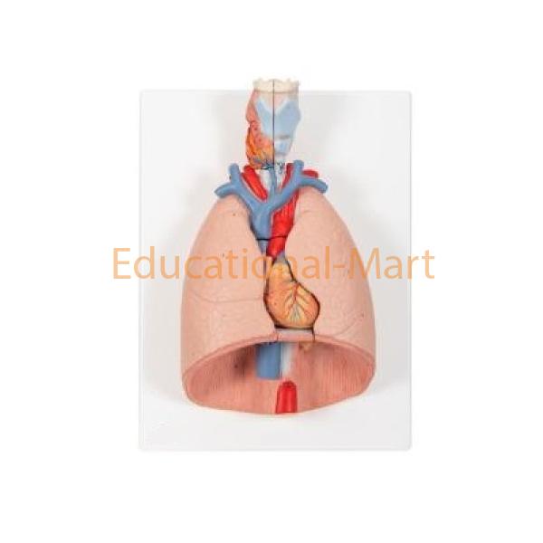 Educational Human Thoracic Organs Model