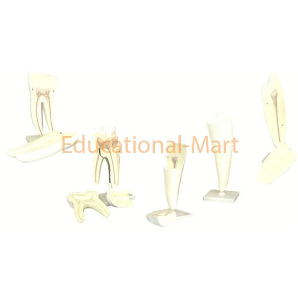 Human Tooth Set
