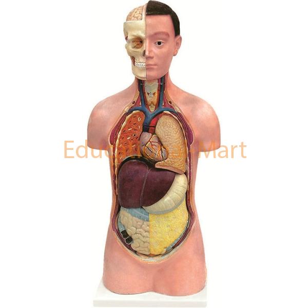 Human Torso (Unisex)