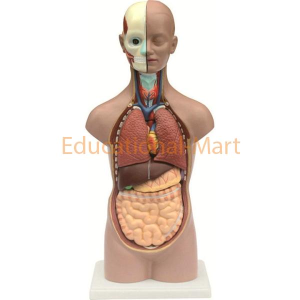 Human Torso