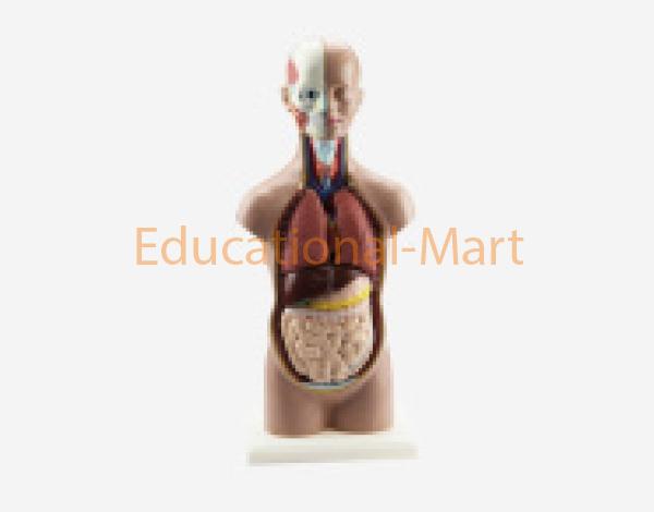 Human Torso Anatomy Model