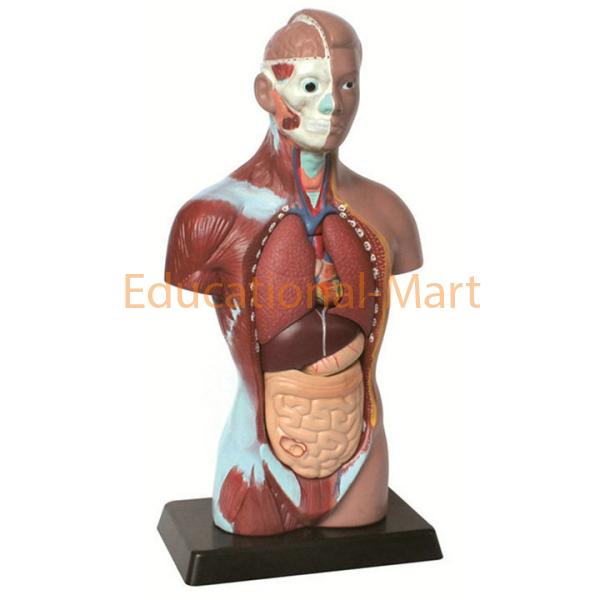 Human Unisex Torso