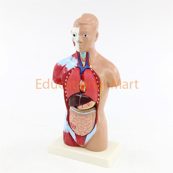 Human Unisex Torso Model India