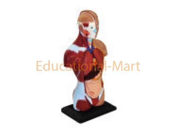 Human Unisex Torso Medical Anatomic Models