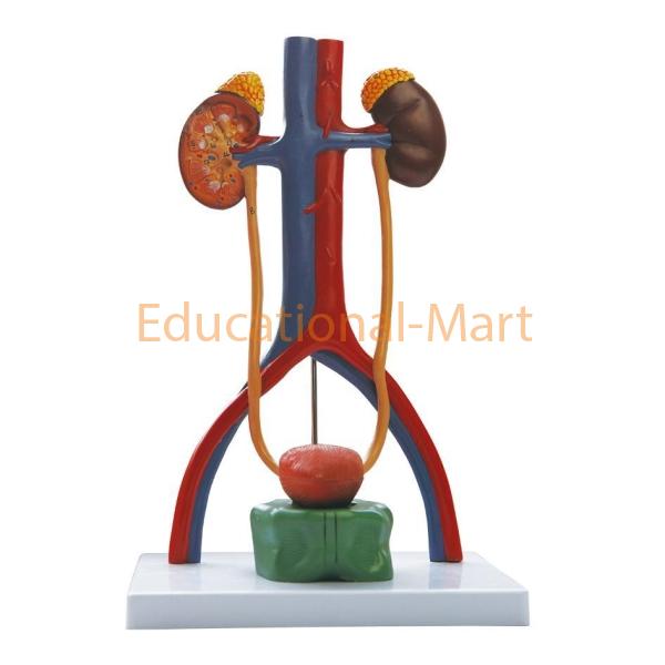 Human Urinary System Model