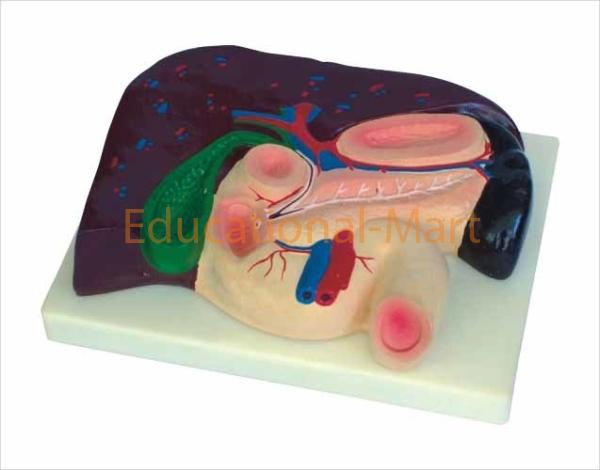 Human Liver Pancreas and Duodenum