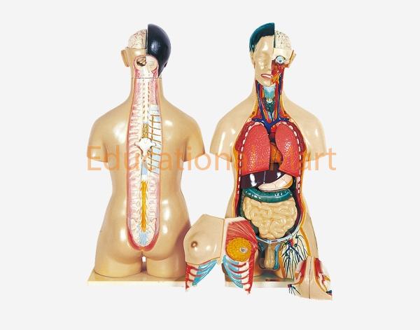 Human Male and Female Torso Human Model