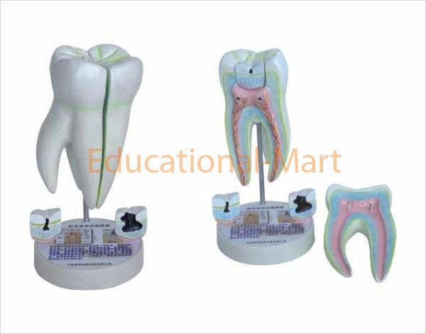 Human molar Teeth sma