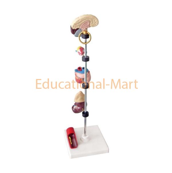 Hypertension Model 6-parts
