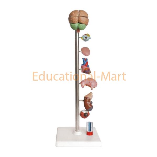 Hypertension Model 8-parts