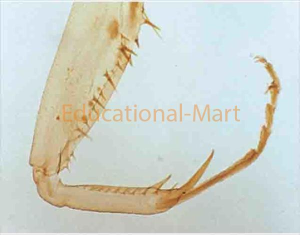 Insect Grasping Leg.w.m.
