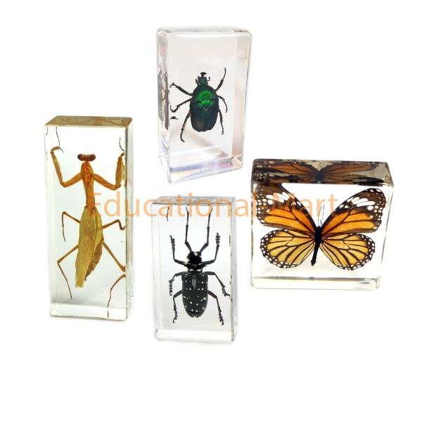 Educational Insects Set Specimen