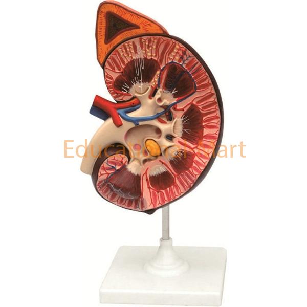 Kidney with Adrenal Gland,3 Times of Life Size