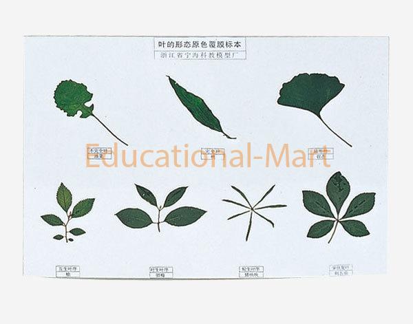 Leaf Types