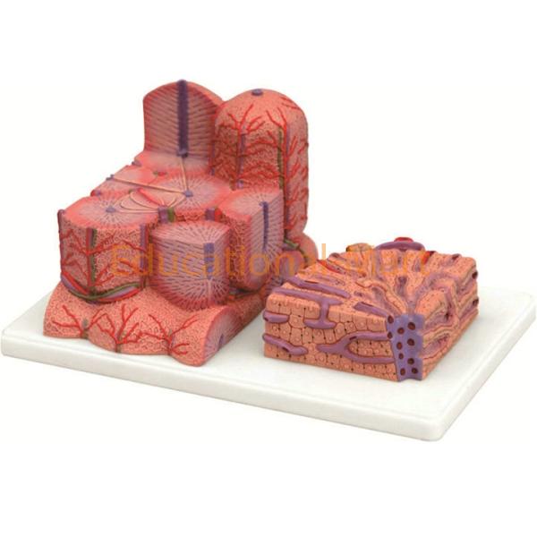 Liver Micro