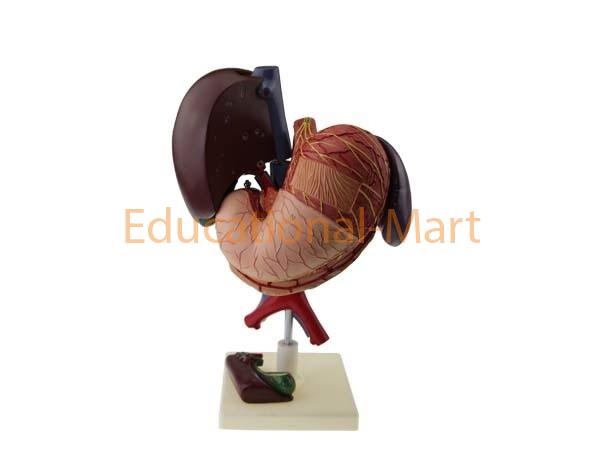Liver and Gallbladder, Pancreas, Stomach, Duodenum Model