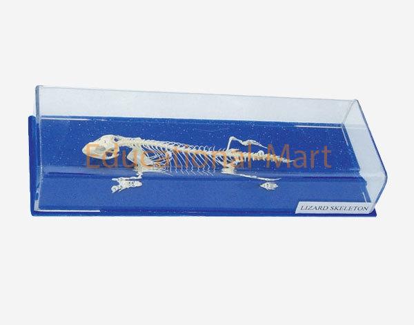 Lizard Skeleton