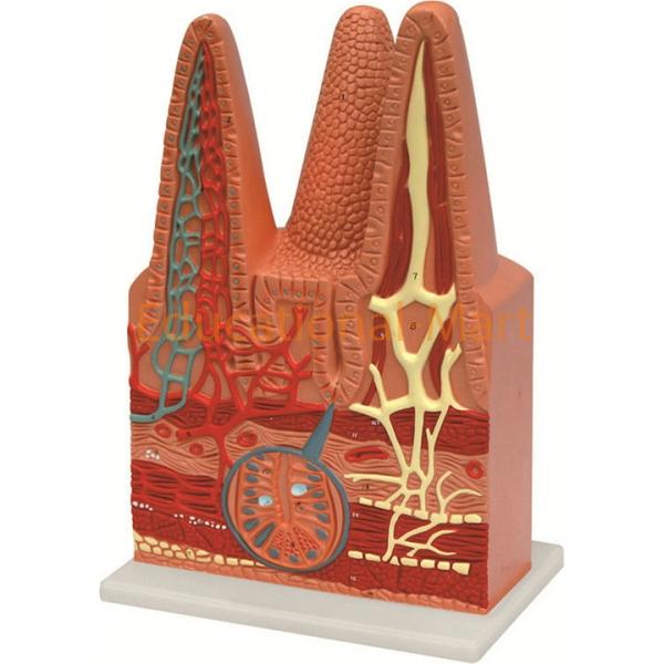 Lntestinal Villi