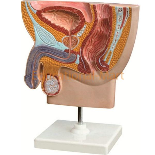 Male Pelvis Section