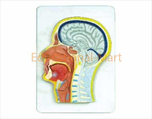 Median and Frontal Section of the Head