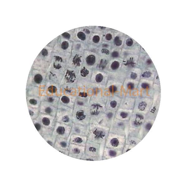 Educational Meiosis Microslide