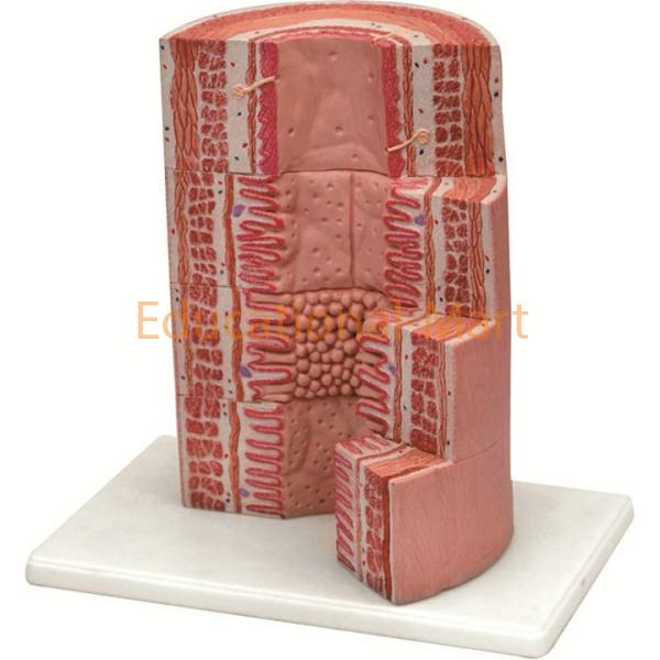 Micro Anatomy of Digest System