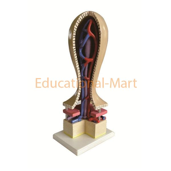 Micro Digestive System