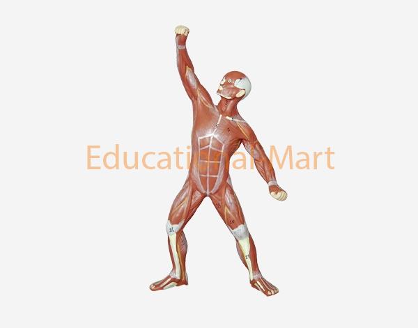 Mini Human Muscular