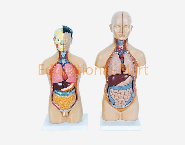 Miniature Human Male Torso