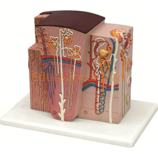 Mircro Kidney