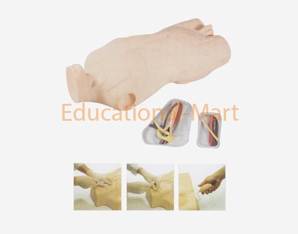 Model For Central Venous Puncture and Truncus Injection