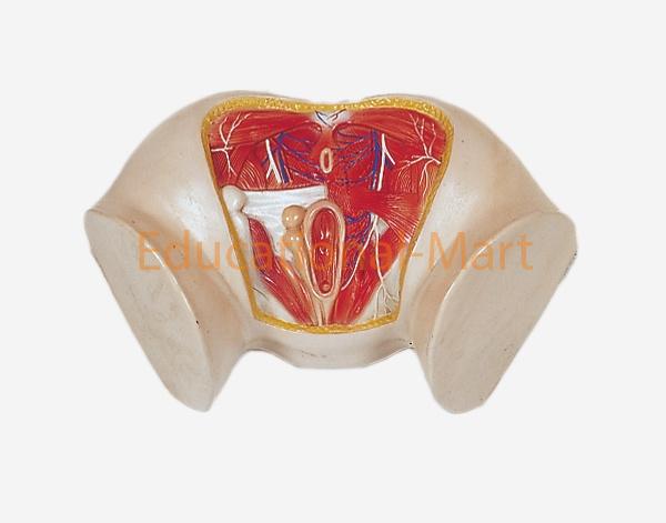 Model of Anat Perineum (Female)