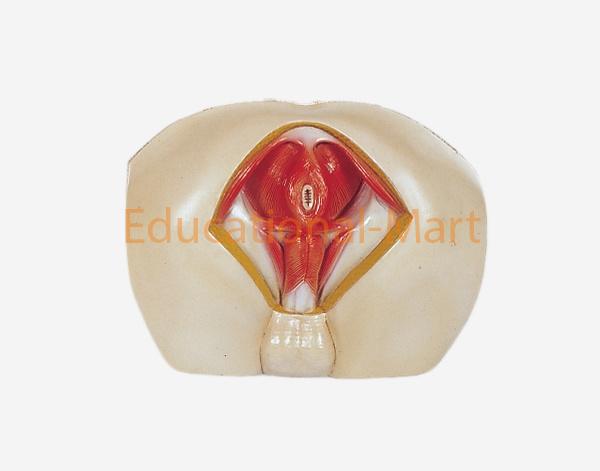 Model of Anat Perineum (Male)