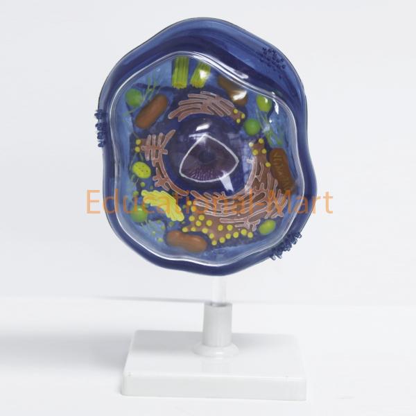 Model of Animal Cell