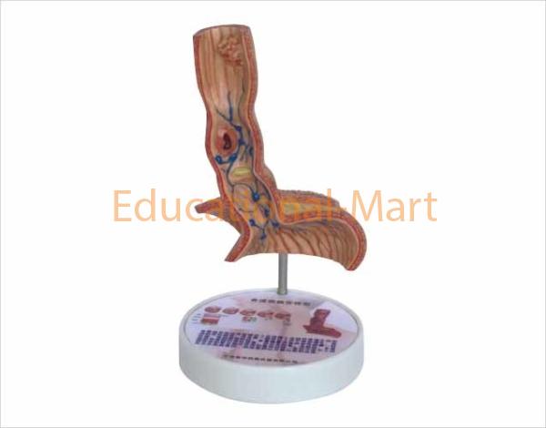Model of Big Intestine Inner Structure