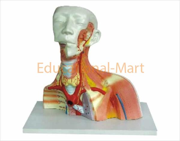 Model of Cranial Cavity Head Neck and Thorax