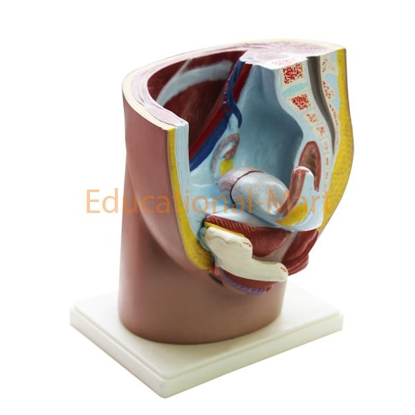 Model of Female Inguen