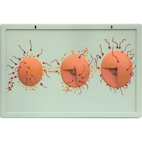Model of Fertilization Process