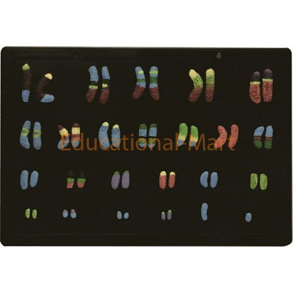 Model of Human Chromosome