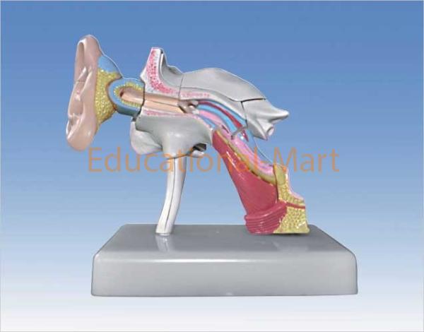 Model of Human Ear (mini size)