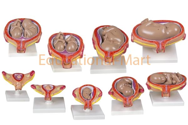Model of Human Embryo Development