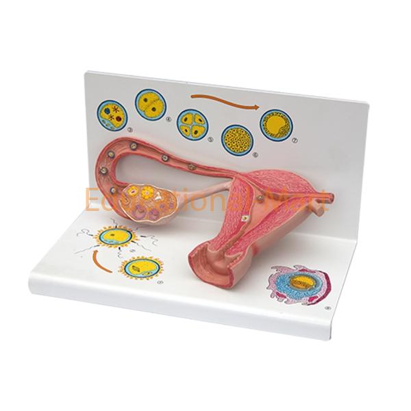 Model of Human Fygdte, Clearag and Development Process