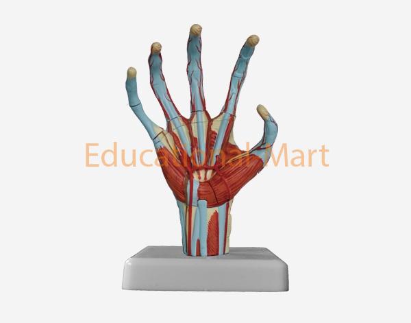 Model of Human Hand (mini size)