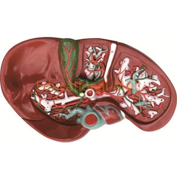 Model of Human Liver