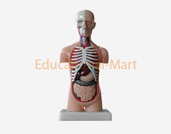 Model of Human Torso (mini size)