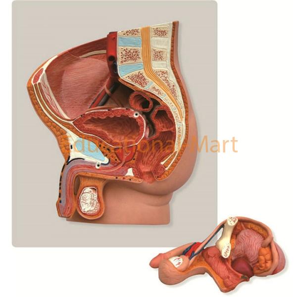 Model of Male Inguen